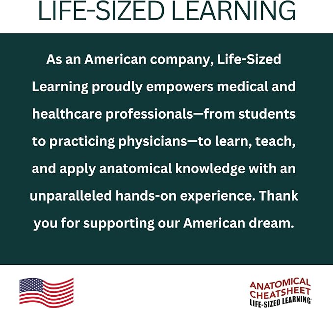 Life-Sized Learning Muscular Anatomy Model Fabric Sheet – Anterior View of a Muscular System Model – Study Tool for Classroom, Students, Instructors - Medium 50" x 72"