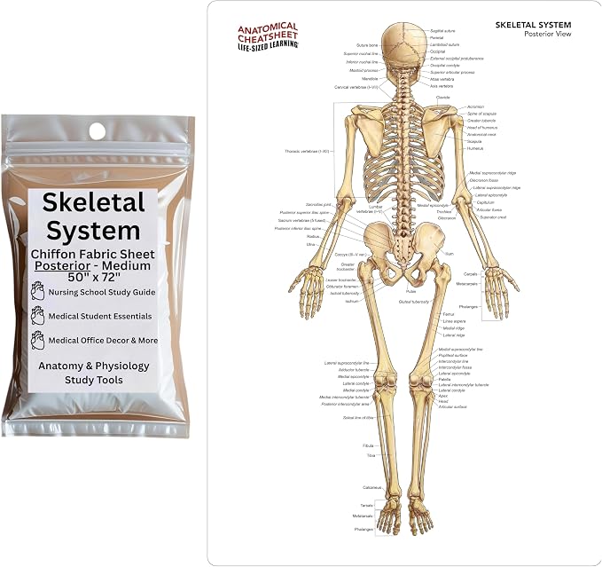 Life-Sized Learning Skeleton Anatomy Model Fabric Sheet – Posterior View of a Skeletal System Model – Study Tool for Classroom, Students, Instructors - Medium 50" x 72"
