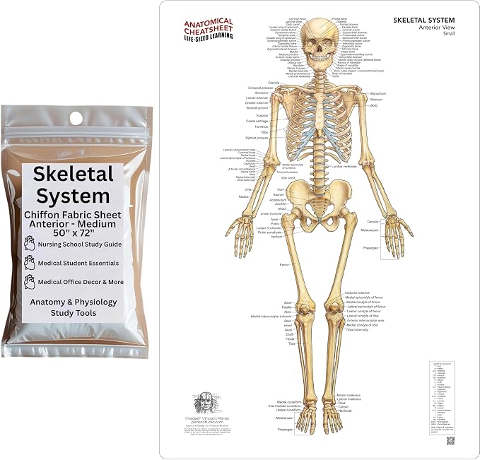 Life-Sized Learning Skeleton Anatomy Model Fabric Sheet – Anterior View of a Skeletal System Model – Study Tool for Classroom, Students, Instructors - Medium 50" x 72"