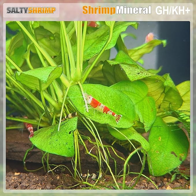 Salty Shrimp Bee Shrimp Mineral GH+ 230G