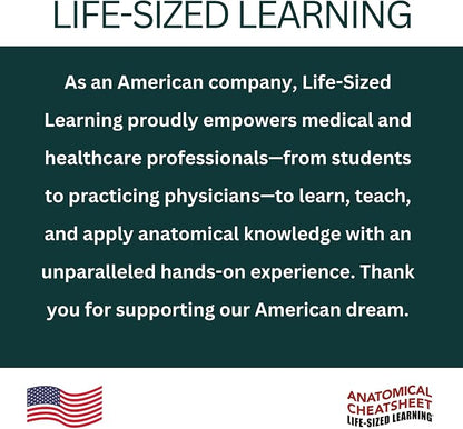 Life-Sized Learning Muscular Anatomy Model Fabric Sheet – Anterior View of a Muscular System Model – Study Tool for Classroom, Students, Instructors - Medium 50" x 72"