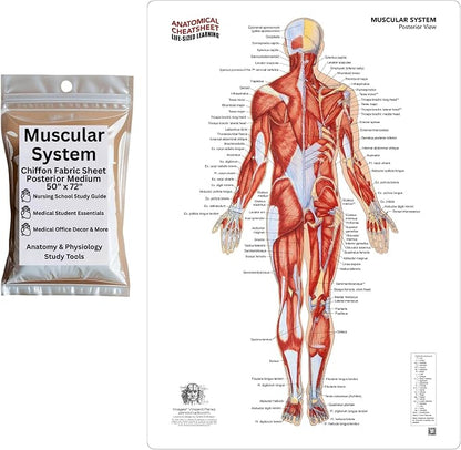 Life-Sized Learning Muscular Anatomy Model Fabric Sheet – Posterior View of a Muscular System Model – Study Tool for Classroom, Students, Instructors - Medium 50" x 72"