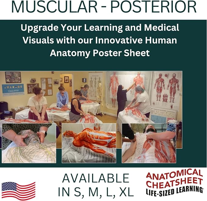 Life-Sized Learning Muscular Anatomy Model Fabric Sheet – Posterior View of a Muscular System Model – Study Tool for Classroom, Students, Instructors - Medium 50" x 72"