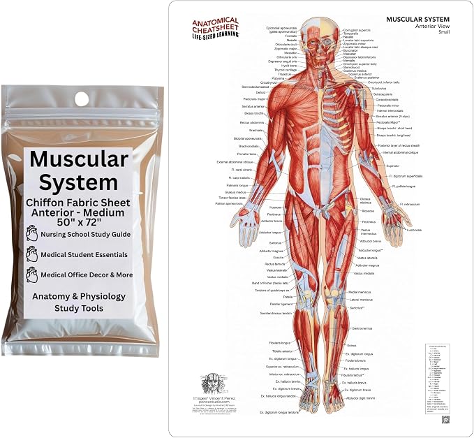 Life-Sized Learning Muscular Anatomy Model Fabric Sheet – Anterior View of a Muscular System Model – Study Tool for Classroom, Students, Instructors - Medium 50" x 72"