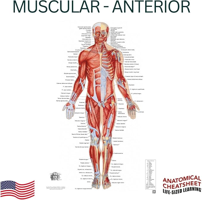 Life-Sized Learning Muscular Anatomy Model Fabric Sheet – Anterior View of a Muscular System Model – Study Tool for Classroom, Students, Instructors - Medium 50" x 72"
