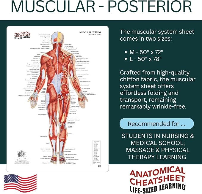 Life-Sized Learning Muscular Anatomy Model Fabric Sheet – Posterior View of a Muscular System Model – Study Tool for Classroom, Students, Instructors - Medium 50" x 72"