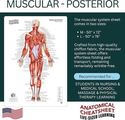 Life-Sized Learning Muscular Anatomy Model Fabric Sheet – Posterior View of a Muscular System Model – Study Tool for Classroom, Students, Instructors - Medium 50" x 72"