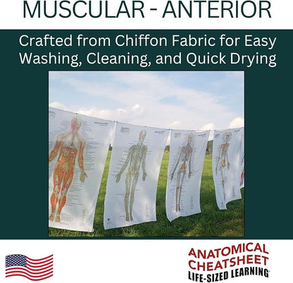 Life-Sized Learning Muscular Anatomy Model Fabric Sheet – Anterior View of a Muscular System Model – Study Tool for Classroom, Students, Instructors - Medium 50" x 72"
