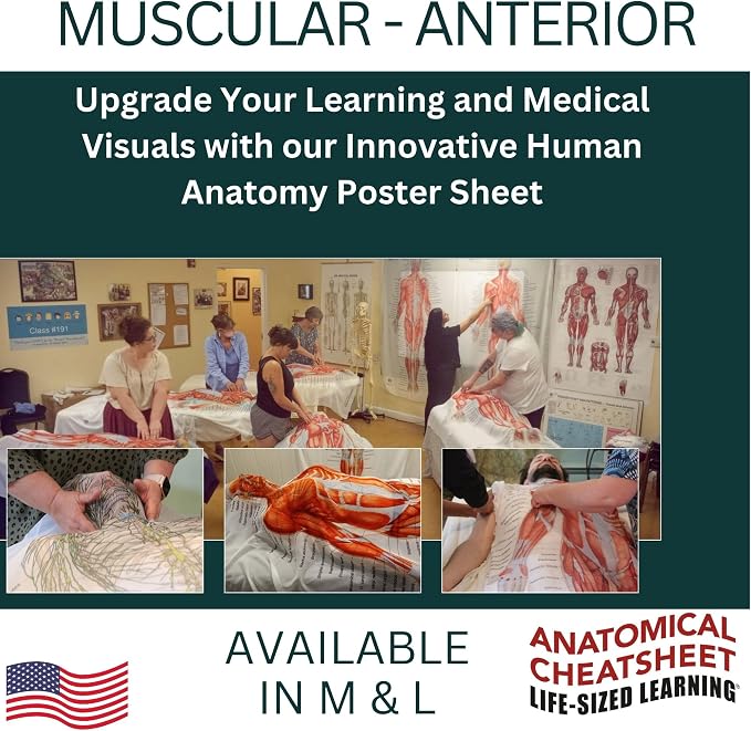 Life-Sized Learning Muscular Anatomy Model Fabric Sheet – Anterior View of a Muscular System Model – Study Tool for Classroom, Students, Instructors - Medium 50" x 72"