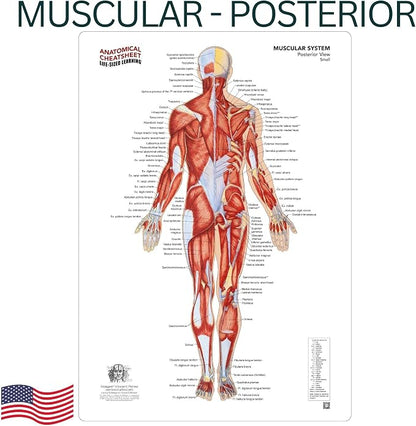 Life-Sized Learning Muscular Anatomy Model Fabric Sheet – Posterior View of a Muscular System Model – Study Tool for Classroom, Students, Instructors - Medium 50" x 72"