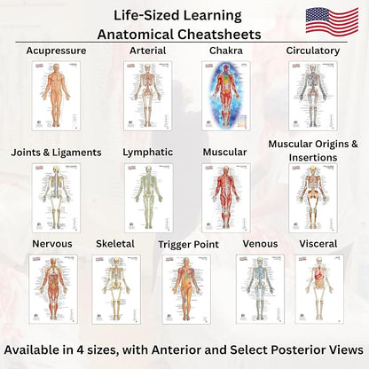 Life-Sized Learning Muscular Anatomy Model Fabric Sheet – Anterior View of a Muscular System Model – Study Tool for Classroom, Students, Instructors - Medium 50" x 72"