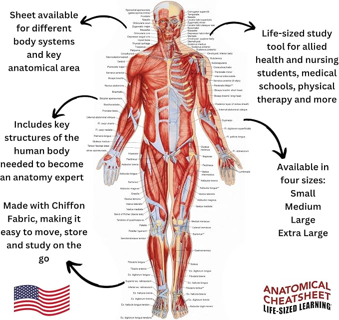 Life-Sized Learning Muscular Anatomy Model Fabric Sheet – Anterior View of a Muscular System Model – Study Tool for Classroom, Students, Instructors - Medium 50" x 72"