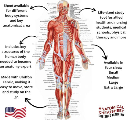 Life-Sized Learning Muscular Anatomy Model Fabric Sheet – Anterior View of a Muscular System Model – Study Tool for Classroom, Students, Instructors - Medium 50" x 72"