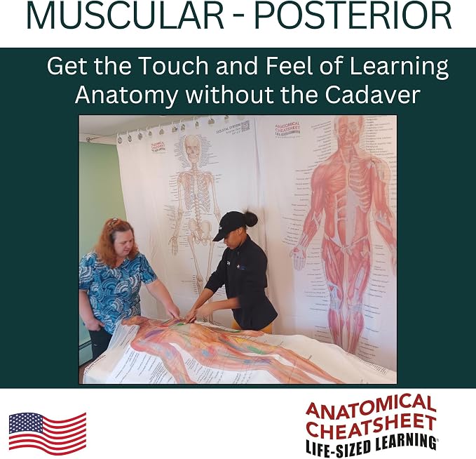 Life-Sized Learning Muscular Anatomy Model Fabric Sheet – Posterior View of a Muscular System Model – Study Tool for Classroom, Students, Instructors - Medium 50" x 72"