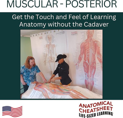 Life-Sized Learning Muscular Anatomy Model Fabric Sheet – Posterior View of a Muscular System Model – Study Tool for Classroom, Students, Instructors - Medium 50" x 72"