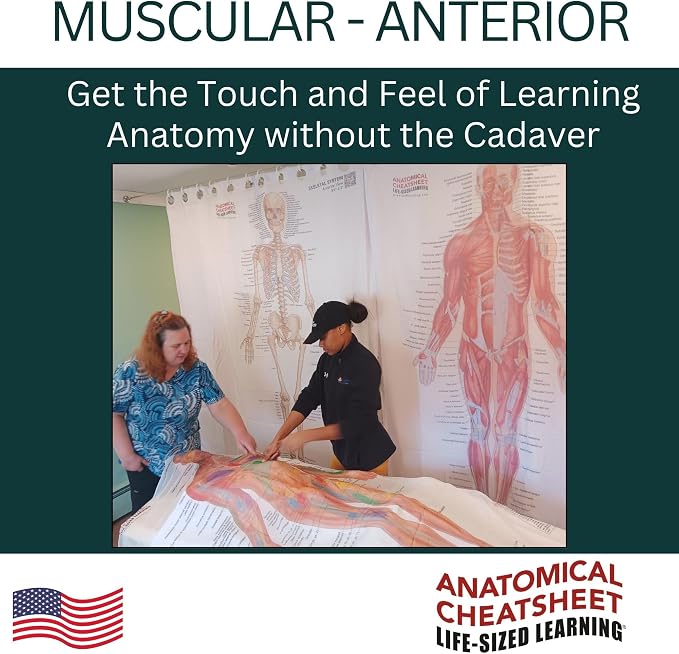 Life-Sized Learning Muscular Anatomy Model Fabric Sheet – Anterior View of a Muscular System Model – Study Tool for Classroom, Students, Instructors - Medium 50" x 72"