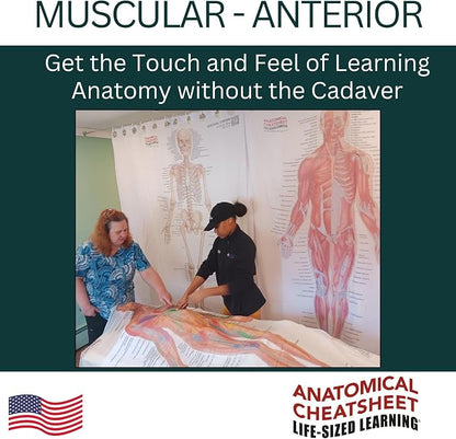Life-Sized Learning Muscular Anatomy Model Fabric Sheet – Anterior View of a Muscular System Model – Study Tool for Classroom, Students, Instructors - Medium 50" x 72"