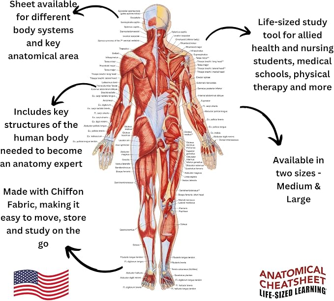 Life-Sized Learning Muscular Anatomy Model Fabric Sheet – Posterior View of a Muscular System Model – Study Tool for Classroom, Students, Instructors - Medium 50" x 72"