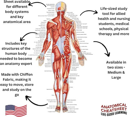 Life-Sized Learning Muscular Anatomy Model Fabric Sheet – Posterior View of a Muscular System Model – Study Tool for Classroom, Students, Instructors - Medium 50" x 72"