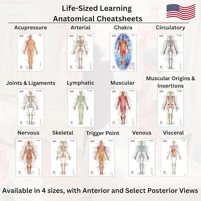 Life-Sized Learning Muscular Anatomy Model Fabric Sheet – Posterior View of a Muscular System Model – Study Tool for Classroom, Students, Instructors - Medium 50" x 72"