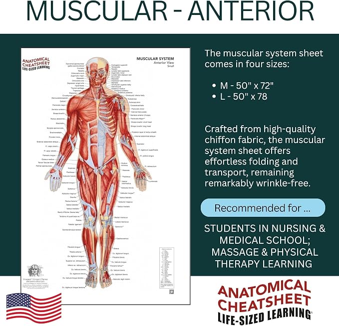 Life-Sized Learning Muscular Anatomy Model Fabric Sheet – Anterior View of a Muscular System Model – Study Tool for Classroom, Students, Instructors - Medium 50" x 72"